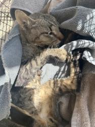 Shelter Stray Unknown Cat last seen Near S 7th St, Williamson County, TX, 1855 SE Inner Loop, Georgetown, TX 78626, USA