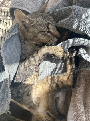 Shelter Stray Unknown Cat last seen Near S 7th St, Williamson County, TX, 1855 SE Inner Loop, Georgetown, TX 78626, USA