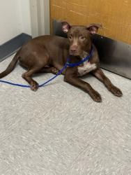 Shelter Stray Male Dog last seen , Caddo Parish, LA, 1500 Monty St, Shreveport, LA 71107, USA