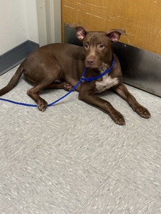 Shelter Stray Male Dog last seen , Caddo Parish, LA, 1500 Monty St, Shreveport, LA 71107, USA