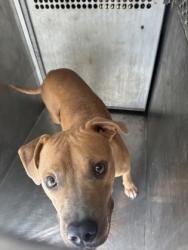 Shelter Stray Female Dog last seen Boone St, Caddo Parish, LA, 1500 Monty St, Shreveport, LA 71107, USA