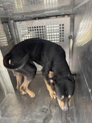 Shelter Stray Male Dog last seen Boone St, Caddo Parish, LA, 1500 Monty St, Shreveport, LA 71107, USA