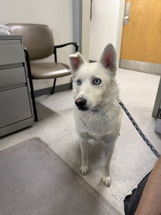 Shelter Stray Female Dog last seen Shrevecity, Caddo Parish, LA, 1500 Monty St, Shreveport, LA 71107, USA