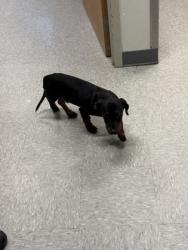Shelter Stray Male Dog last seen Jerry Brooks golf course, Caddo Parish, LA, 1500 Monty St, Shreveport, LA 71107, USA