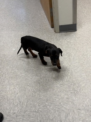 Shelter Stray Male Dog last seen Jerry Brooks golf course, Caddo Parish, LA, 1500 Monty St, Shreveport, LA 71107, USA
