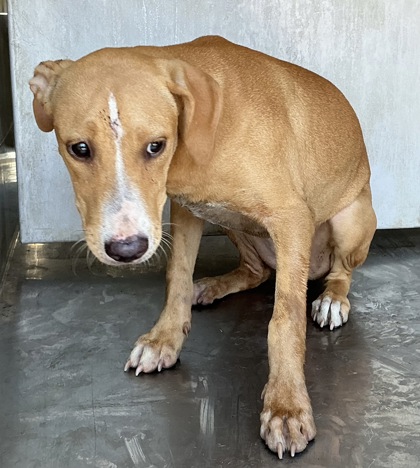 Shelter Stray Female Dog last seen Jackson St., Caddo Parish, LA, 1500 Monty St, Shreveport, LA 71107, USA