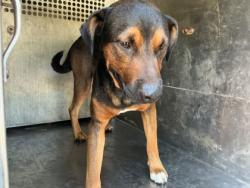 Shelter Stray Male Dog last seen , Caddo Parish, LA, 1500 Monty St, Shreveport, LA 71107, USA