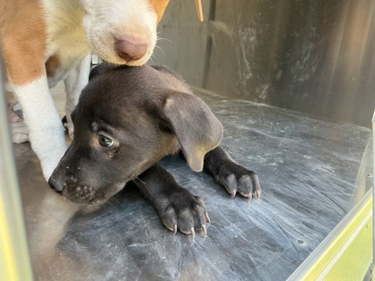 Shelter Stray Male Dog last seen Riviera St, Caddo Parish,, 1500 Monty St, Shreveport, LA 71107, USA