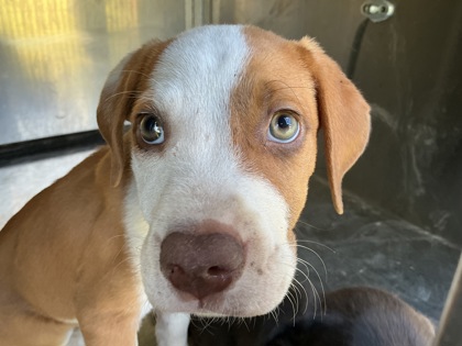 Shelter Stray Male Dog last seen Riviera St, Caddo Parish,, 1500 Monty St, Shreveport, LA 71107, USA