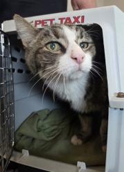 Shelter Stray Female Cat last seen W Dovewood Ln & N Fruit Ave, Fresno Zone Fresno CO 2 93711, CA, 1510 W Dan Ronquillo Dr, Fresno, CA 93706, USA