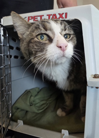 Shelter Stray Female Cat last seen W Dovewood Ln & N Fruit Ave, Fresno Zone Fresno CO 2 93711, CA, 1510 W Dan Ronquillo Dr, Fresno, CA 93706, USA