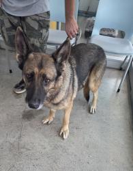 Shelter Stray Female Dog last seen Near Yampa Trl, North District, TX, 355 Hillshire Dr, Haslet, TX 76052, USA