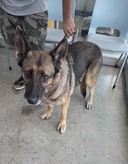 Shelter Stray Female Dog last seen Near Yampa Trl, North District, TX, 355 Hillshire Dr, Haslet, TX 76052, USA