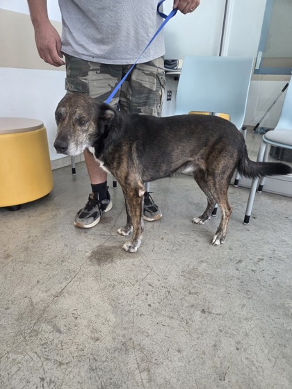 Shelter Stray Male Dog last seen Near Yampa Trl, North District, TX, 355 Hillshire Dr, Haslet, TX 76052, USA