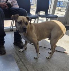 Shelter Stray Male Dog last seen Near Meadowbrook Dr, East District, TX, 355 Hillshire Dr, Haslet, TX 76052, USA