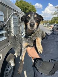 Shelter Stray Female Dog last seen Near Reed St, Central District, TX, 355 Hillshire Dr, Haslet, TX 76052, USA