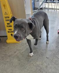 Shelter Stray Female Dog last seen Near Boca Raton Blvd, East District, TX, 355 Hillshire Dr, Haslet, TX 76052, USA