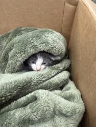 Shelter Stray Male Cat last seen hwy 17 by river bend, New Bern City Limits, NC, 1639 Old Airport Rd, New Bern, NC 28562, USA