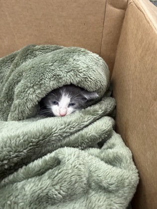 Shelter Stray Male Cat last seen hwy 17 by river bend, New Bern City Limits, NC, 1639 Old Airport Rd, New Bern, NC 28562, USA