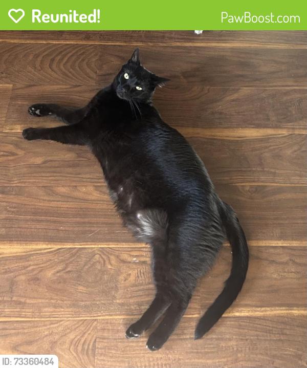 Reunited Male Cat last seen 222nd st and Halldale, Torrance, CA 90501