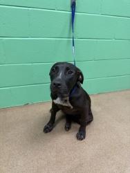 Shelter Stray Female Dog last seen Near Walnut Ave, 29625, Anderson County, SC, 1320 US-29, Anderson, SC 29626, USA
