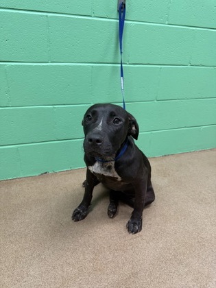 Shelter Stray Female Dog last seen Near Walnut Ave, 29625, Anderson County, SC, 1320 US-29, Anderson, SC 29626, USA