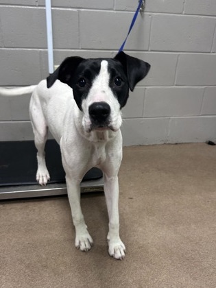 Shelter Stray Female Dog last seen Near Flat Rock Rd 29684, Anderson County, SC, 1320 US-29, Anderson, SC 29626, USA