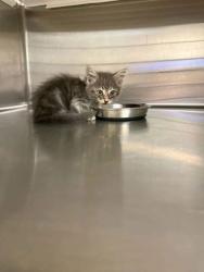 Shelter Stray Female Cat last seen Near BLK BRAZOS, District 3 - East Cleburne, TX, 2375 Service Dr, Cleburne, TX 76033, USA