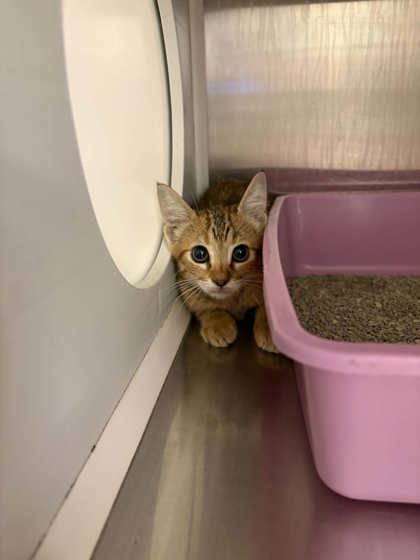 Shelter Stray Female Cat last seen Transfer Station, District 1 - North Cleburne,, 2375 Service Dr, Cleburne, TX 76033, USA