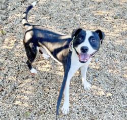 Shelter Stray Male Dog last seen Old Denbigh Blvd and Woodside Ln, Newport News, VA, 5843 Jefferson Ave, Newport News, VA 23605, USA