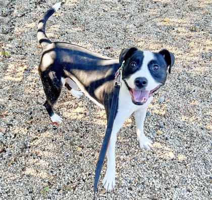 Shelter Stray Male Dog last seen Old Denbigh Blvd and Woodside Ln, Newport News, VA, 5843 Jefferson Ave, Newport News, VA 23605, USA