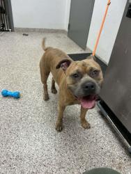 Shelter Stray Male Dog last seen Near Timberlane St, Gastonia, NC, 1491 Business Park Ct, Gastonia, NC 28052, USA