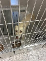 Shelter Stray Male Dog last seen Near west May Ave, County/Unicorporated, NC, 1491 Business Park Ct, Gastonia, NC 28052, USA