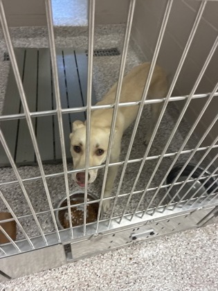 Shelter Stray Male Dog last seen Near west May Ave, County/Unicorporated, NC, 1491 Business Park Ct, Gastonia, NC 28052, USA