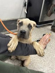 Shelter Stray Female Dog last seen old Spenser mt, County/Unicorporated, NC, 1491 Business Park Ct, Gastonia, NC 28052, USA