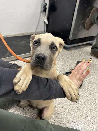 Shelter Stray Female Dog last seen old Spenser mt, County/Unicorporated, NC, 1491 Business Park Ct, Gastonia, NC 28052, USA