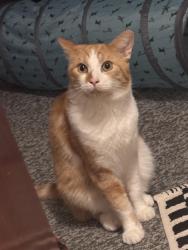 Lost Male Cat last seen Brighton road, Alvaston, England DE24 8QG