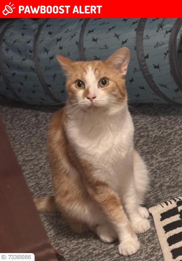 Lost Male Cat last seen Brighton road, Alvaston, England DE24 8QG
