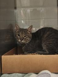 Shelter Stray Unknown Cat last seen Near Neal Hawkins Rd, County/Unicorporated, NC, 1491 Business Park Ct, Gastonia, NC 28052, USA