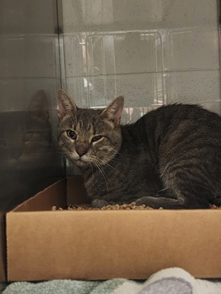 Shelter Stray Unknown Cat last seen Near Neal Hawkins Rd, County/Unicorporated, NC, 1491 Business Park Ct, Gastonia, NC 28052, USA