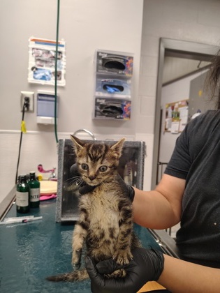 Shelter Stray Male Cat last seen Union Rd., County/Unicorporated, NC, 1491 Business Park Ct, Gastonia, NC 28052, USA