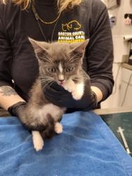 Shelter Stray Male Cat last seen Morning side drive Gastonia, County/Unicorporated, NC, 1491 Business Park Ct, Gastonia, NC 28052, USA