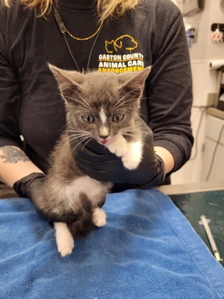 Shelter Stray Male Cat last seen Morning side drive Gastonia, County/Unicorporated, NC, 1491 Business Park Ct, Gastonia, NC 28052, USA