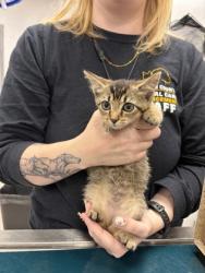 Shelter Stray Female Cat last seen Near Clearwood Ct., County/Unicorporated, NC, 1491 Business Park Ct, Gastonia, NC 28052, USA
