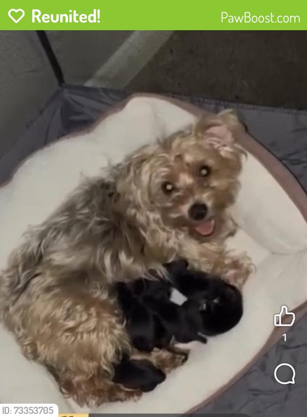 Reunited Female Dog last seen Tidwell & Dow Road, Houston, TX 77092
