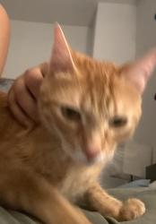 Reunited Male Cat last seen Near Osborne St Unit 126 Pacoima CA 91331, Los Angeles, CA 91331
