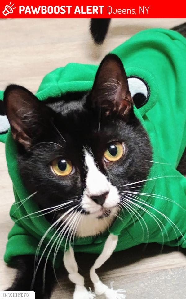 Lost Male Cat last seen Centreville Playground, Queens, NY 11417