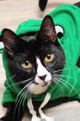 Lost Male Cat last seen Centreville Playground, Queens, NY 11417
