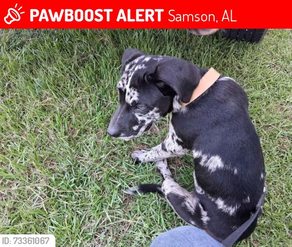 Lost Male Dog last seen east early street, Samson, AL 36477