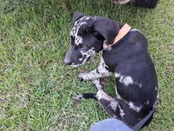 Lost Male Dog last seen east early street, Samson, AL 36477